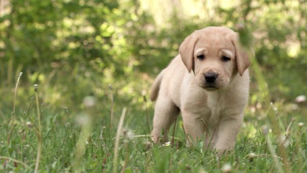 Pick a Puppy - S03 Episode 03: Just Add Water