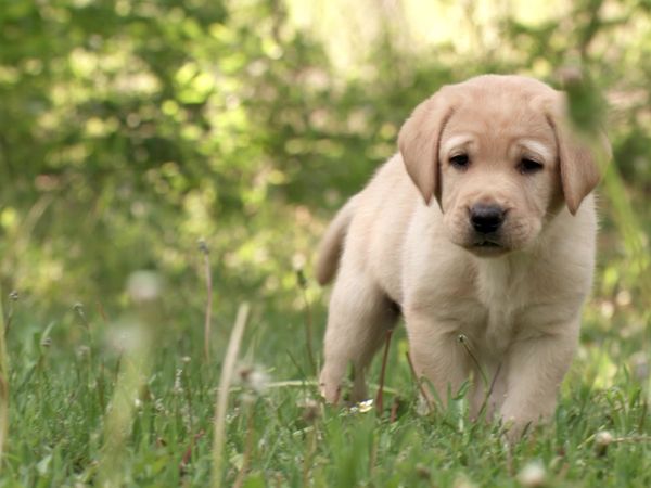 Pick a Puppy - S03 Episode 03: Just Add Water
