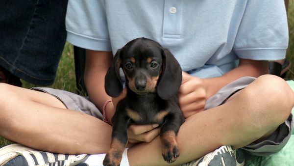 Pick a Puppy - S03 Episode 07: Four Boys And A Puppy
