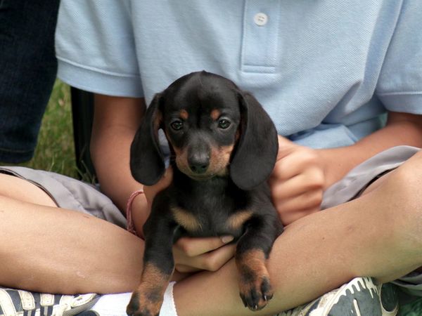 Pick a Puppy - S03 Episode 07: Four Boys And A Puppy