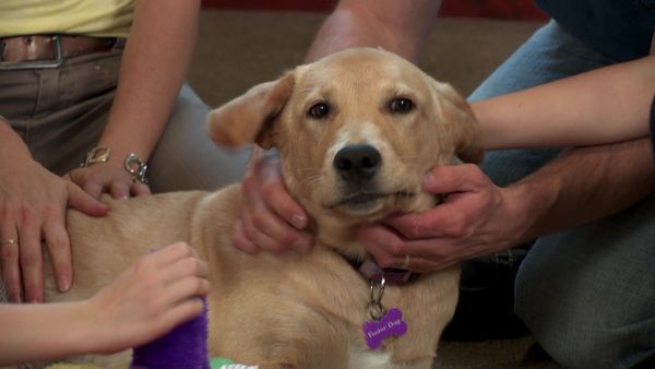 Pick a Puppy - S03 Episode 11: Heartfelt Rescue