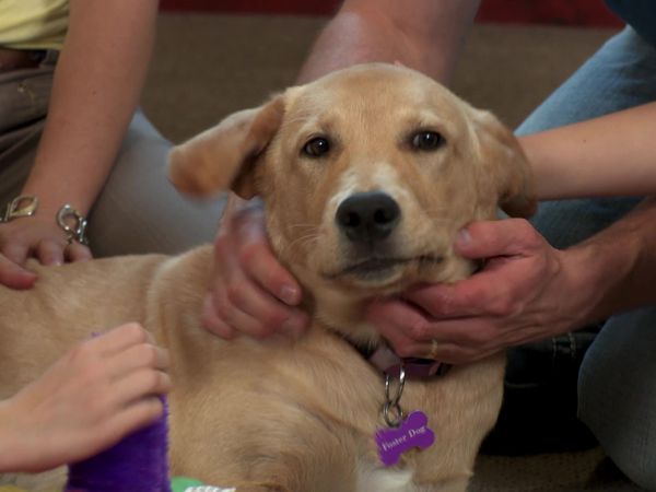 Pick a Puppy - S03 Episode 11: Heartfelt Rescue
