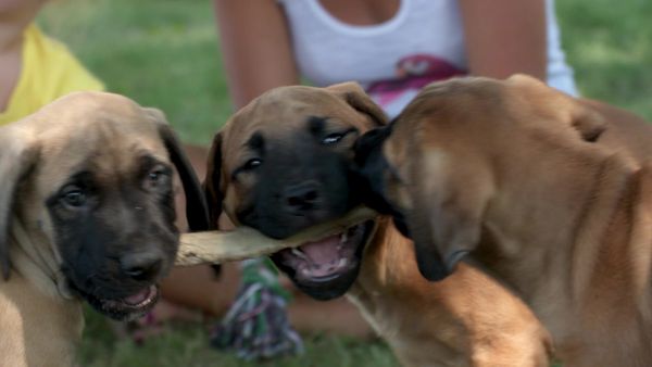 Pick a Puppy - S03 Episode 10: Big Breeds, Big Decisions