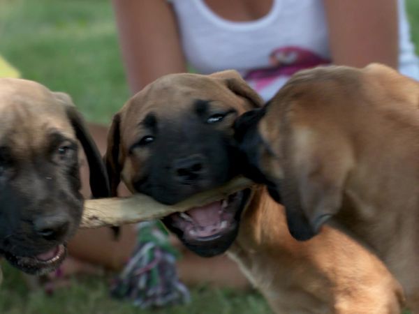 Pick a Puppy - S03 Episode 10: Big Breeds, Big Decisions