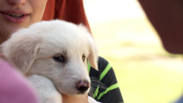 Pick a Puppy - S03 Episode 13: Tom Finds A Friend