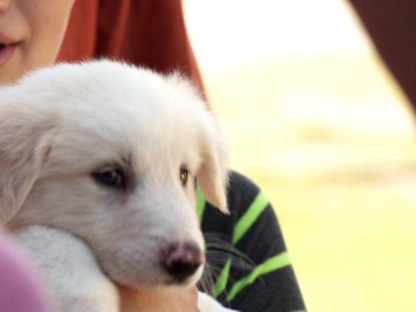 Pick a Puppy - S03 Episode 13: Tom Finds A Friend