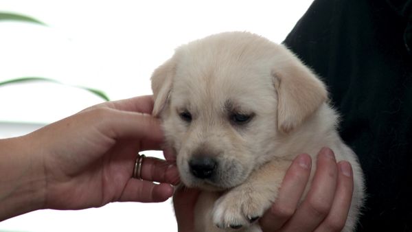 Pick a Puppy - S03 Episode 09: A Loving New Home
