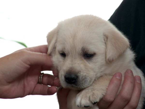 Pick a Puppy - S03 Episode 09: A Loving New Home