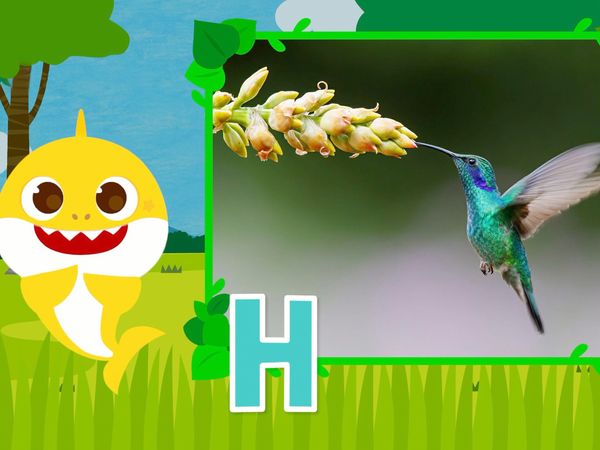 Learn ABC with Baby Shark - Learn ABC with Baby Shark - Animal Ep.2