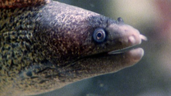 L'alfabeto degli animali - Polpo e procione