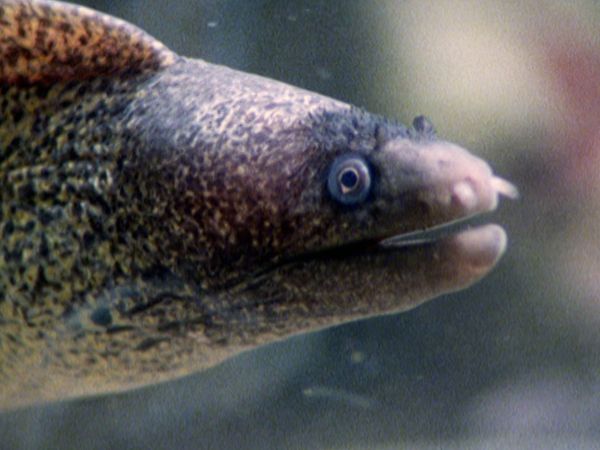 L'alfabeto degli animali - Polpo e procione