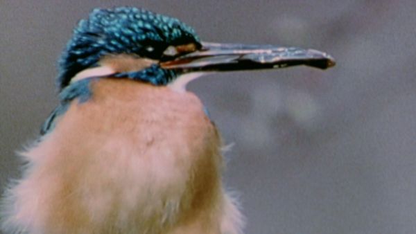 L'alfabeto degli animali - Martin pescatore e volpe