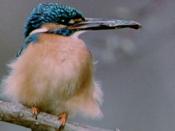 L'alfabeto degli animali - Martin pescatore e volpe