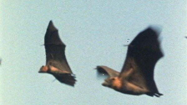 L'alfabeto degli animali - Pipistrello e orso