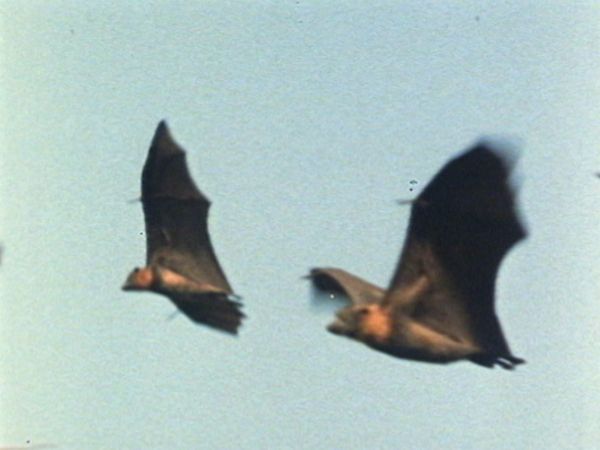 L'alfabeto degli animali - Pipistrello e orso