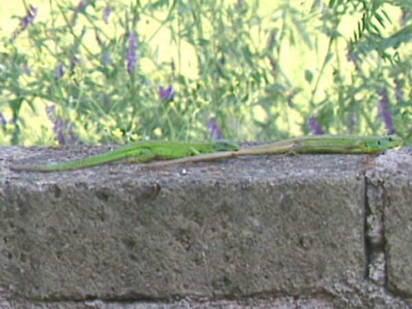 L'alfabeto degli animali - Istrice, lucertole & co.
