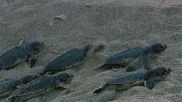 L'alfabeto degli animali - Tartaruga e camoscio
