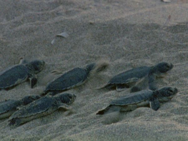 L'alfabeto degli animali - Tartaruga e camoscio
