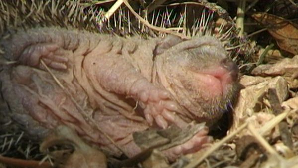 L'alfabeto degli animali - Cuccioli e lupo