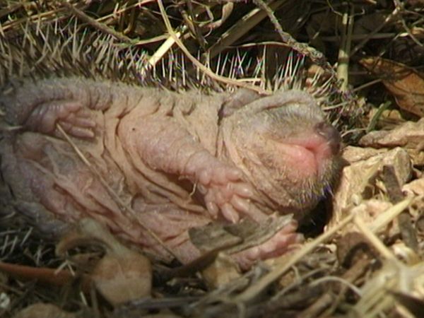 L'alfabeto degli animali - Cuccioli e lupo