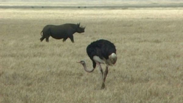 L'alfabeto degli animali - Struzzo e ghepardo