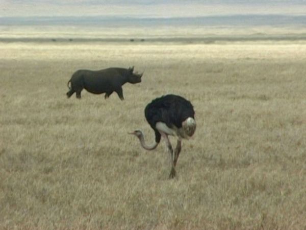 L'alfabeto degli animali - Struzzo e ghepardo