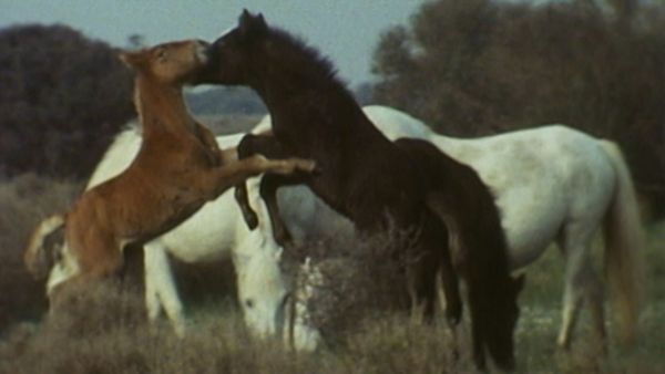 L'alfabeto degli animali - Cavallo e squalo