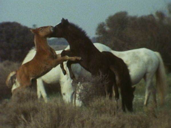 L'alfabeto degli animali - Cavallo e squalo