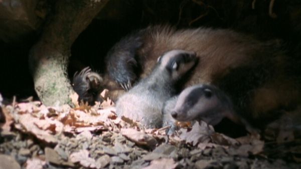 L'alfabeto degli animali - Tasso e riccio