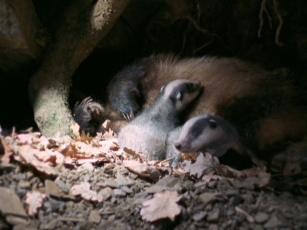 L'alfabeto degli animali - Tasso e riccio