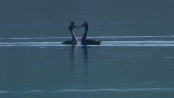 L'alfabeto degli animali - Svasso e seppia