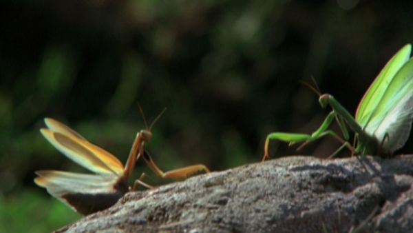 L'alfabeto degli animali - Mantide e uova