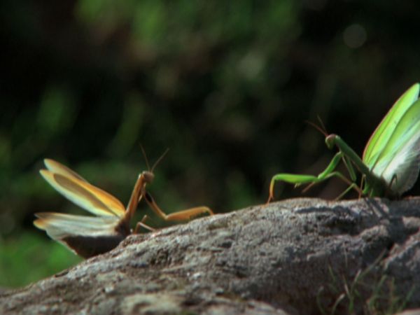 L'alfabeto degli animali - Mantide e uova