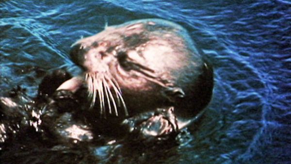 L'alfabeto degli animali - Lontra e castoro