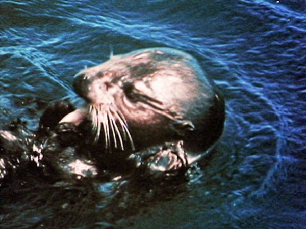 L'alfabeto degli animali - Lontra e castoro