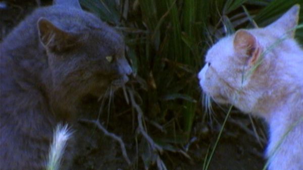 L'alfabeto degli animali - Gatto, foche e otarie