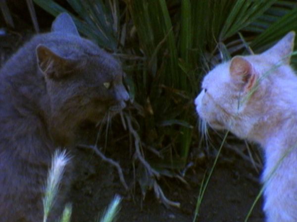 L'alfabeto degli animali - Gatto, foche e otarie