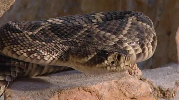 L'alfabeto degli animali - Serpenti, rane e rospi