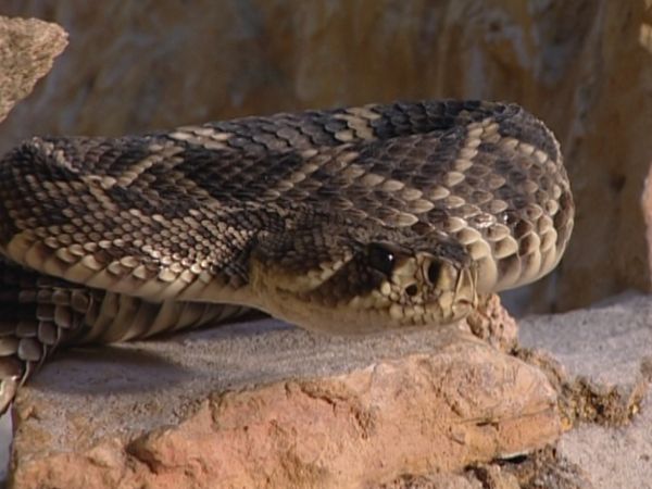 L'alfabeto degli animali - Serpenti, rane e rospi