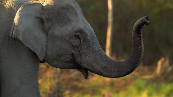 Asia: vite segrete, luoghi nascosti - India, dove tuona la natura