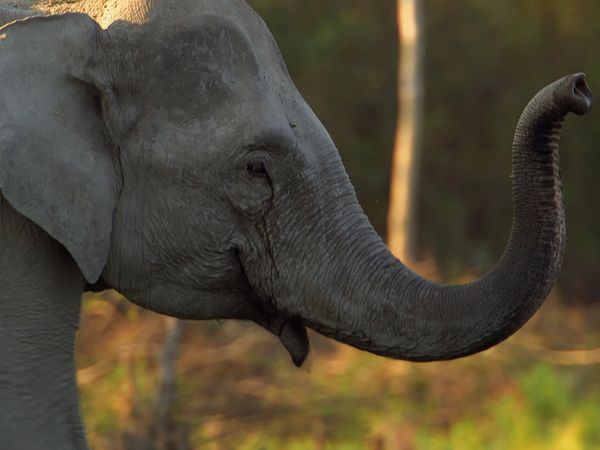 Asia: vite segrete, luoghi nascosti - India, dove tuona la natura
