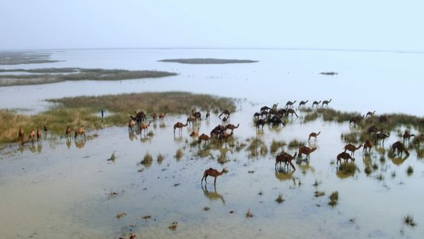 Asia: vite segrete, luoghi nascosti - India, nel regno dei leoni