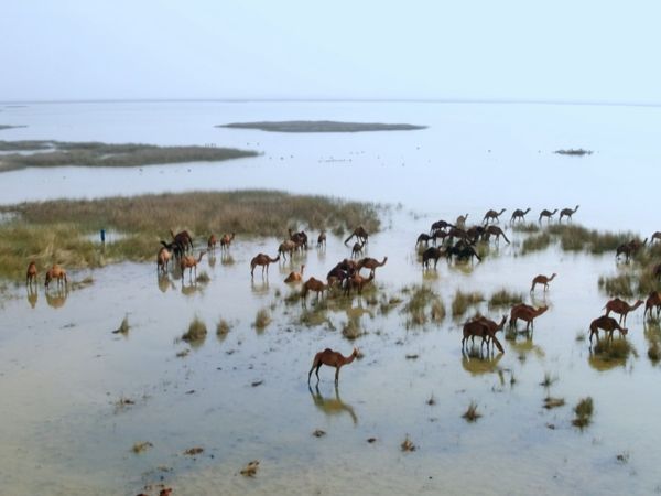 Asia: vite segrete, luoghi nascosti - India, nel regno dei leoni