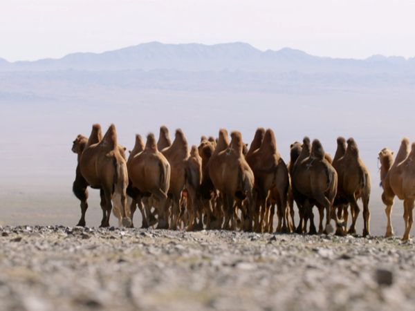 Asia: vite segrete, luoghi nascosti - Il fascino della Mongolia