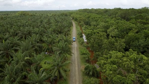 Asia: vite segrete, luoghi nascosti - Gli elefanti selvaggi del Borneo