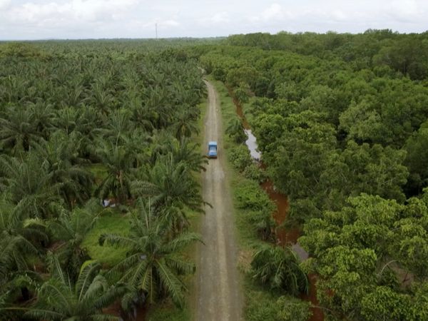 Asia: vite segrete, luoghi nascosti - Gli elefanti selvaggi del Borneo