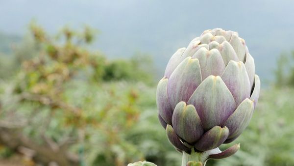 La buona cucina - Il profumo del sole - Un assaggio di Liguria