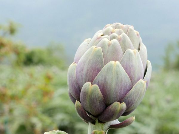 La buona cucina - Il profumo del sole - Un assaggio di Liguria