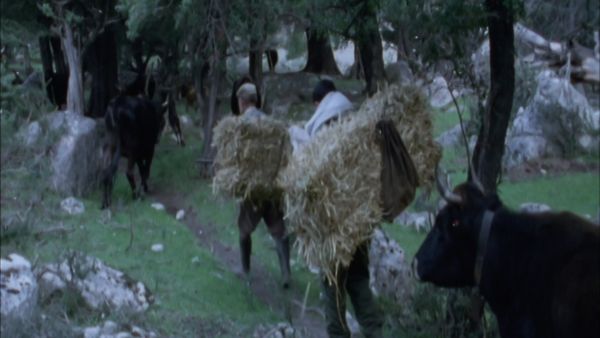 Parchi italiani - Il Gennargentu di Nateddu