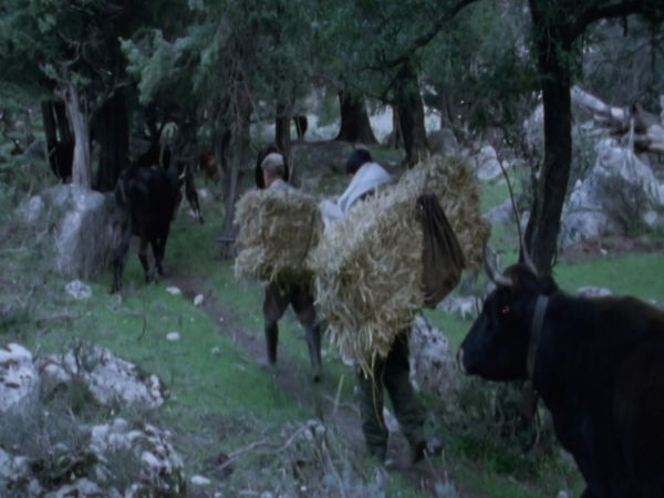 Parchi italiani - Il Gennargentu di Nateddu